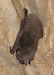 chauvesouris3