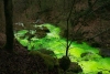 Toleure_vert